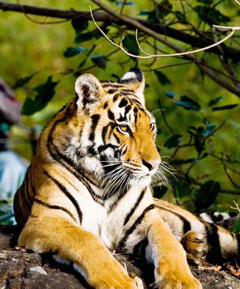 tigers of India